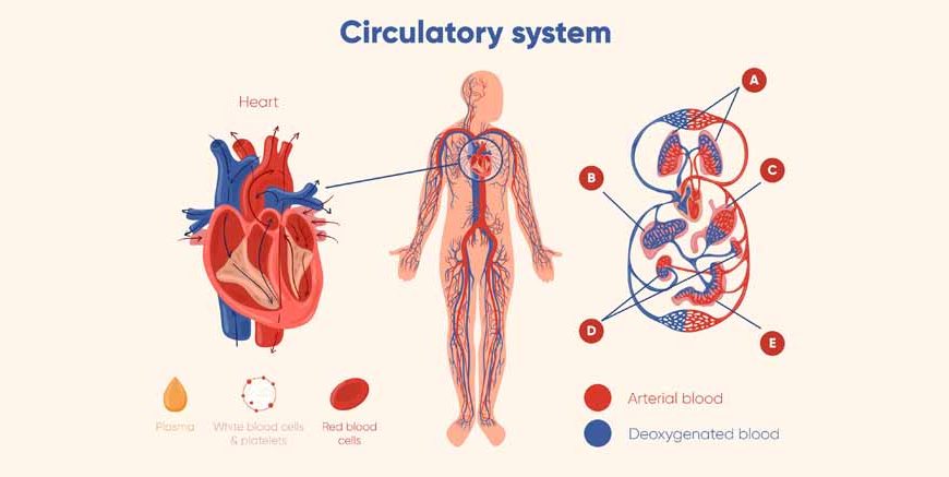 Circulatory System Explained for Kids: Functions & Examples