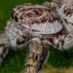 Mutations in Animals: Definition, Types & Real Examples Explained