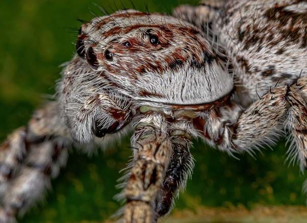 Mutations in Animals: Definition, Types & Real Examples Explained