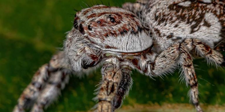 Mutations in Animals: Definition, Types & Real Examples Explained