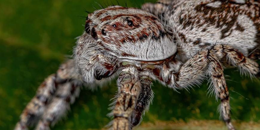 Mutations in Animals: Definition, Types & Real Examples Explained