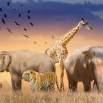 Names of Animals That Are Endangered For Kids