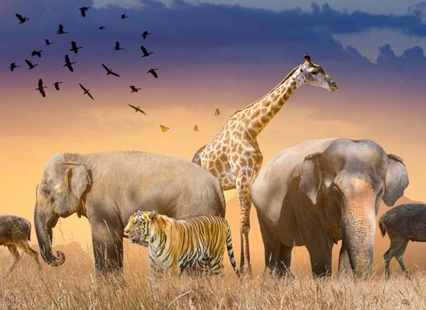 Names of Animals That Are Endangered For Kids