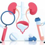 Urinary System: Definition, Functions & Key Facts Explained