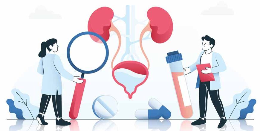 Urinary System: Definition, Functions & Key Facts Explained