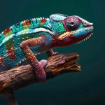 Amazing Facts About Chameleons for Students EVS Class Live