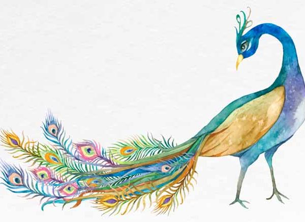 Essay on Peacock in English for Classes 1, 2, 3 Children: 10 Lines & Paragraph