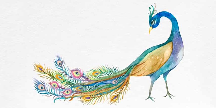 Essay on Peacock in English for Classes 1, 2, 3 Children: 10 Lines & Paragraph
