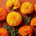 Facts About Marigold Flower Key Concepts & Uses Explained