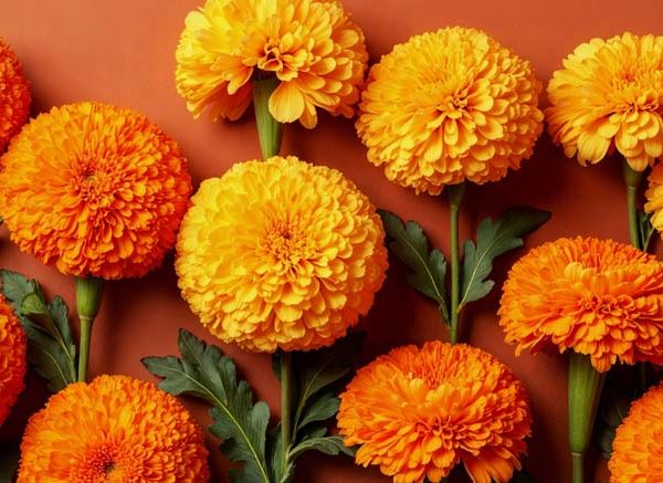 Facts About Marigold Flower Key Concepts & Uses Explained