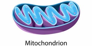 Mitochondria Structure, Functions & Key Facts for Students