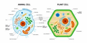 Nucleus Facts Structure, Functions and Key Concepts Explained