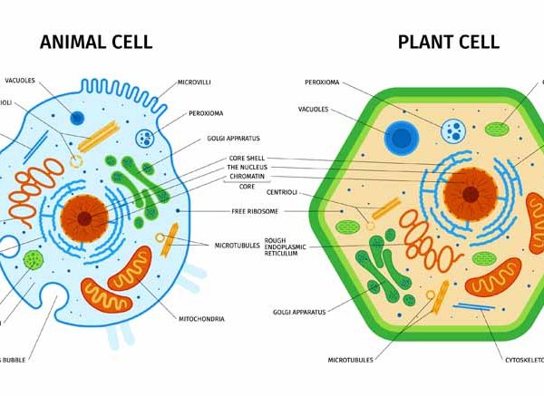 Nucleus Facts Structure, Functions and Key Concepts Explained
