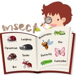 Teach Kids About Insects & Their Body Parts