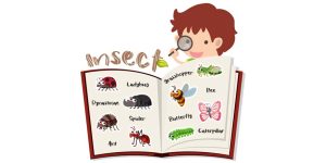 Teach Kids About Insects & Their Body Parts