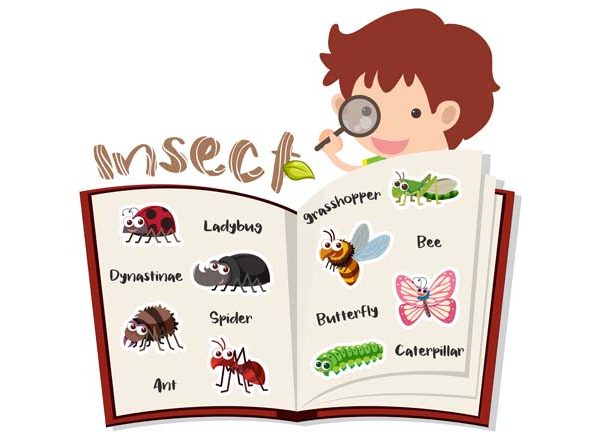 Teach Kids About Insects & Their Body Parts