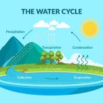 Water Cycle Explained Definition, Steps and Facts for Students