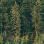 Coniferous Trees Definition, Features & Examples Explained