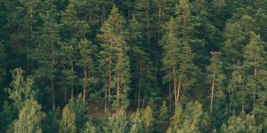 Coniferous Trees Definition, Features & Examples Explained