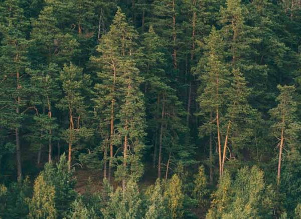 Coniferous Trees Definition, Features & Examples Explained