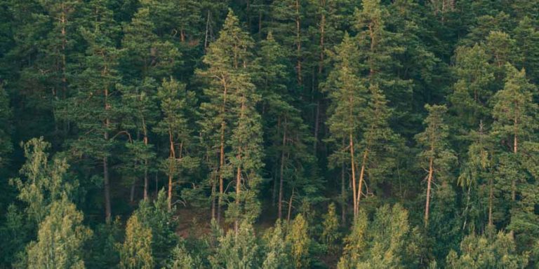 Coniferous Trees Definition, Features & Examples Explained