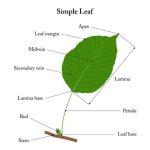 Different Parts of a Leaf Structure & Functions Explained