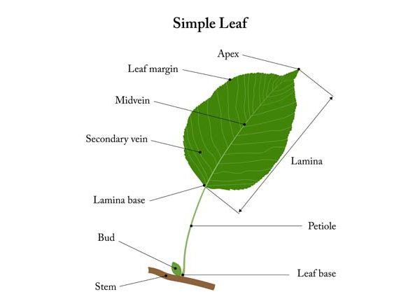 Different Parts of a Leaf Structure & Functions Explained