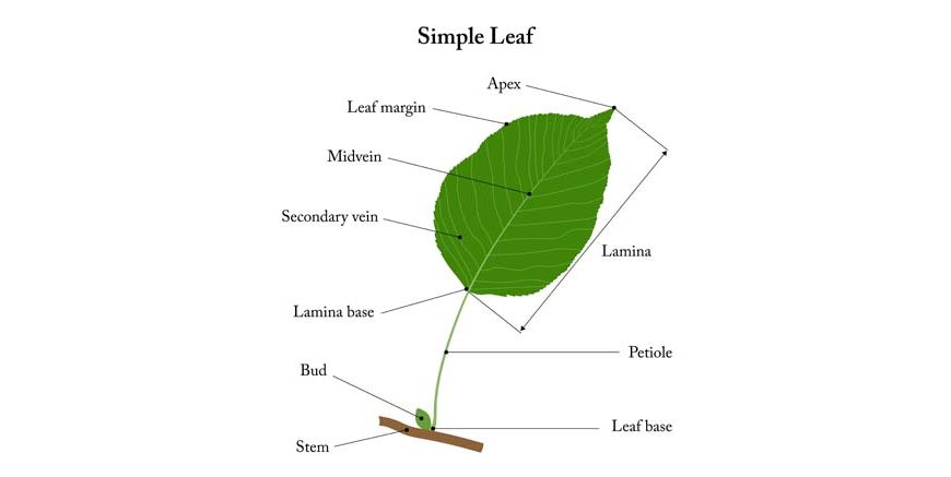 Different Parts of a Leaf Structure & Functions Explained