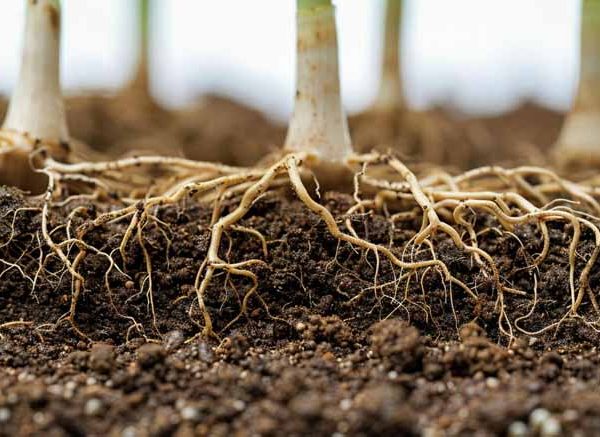 Tap Root vs Fibrous Root: Definition, Differences & Examples