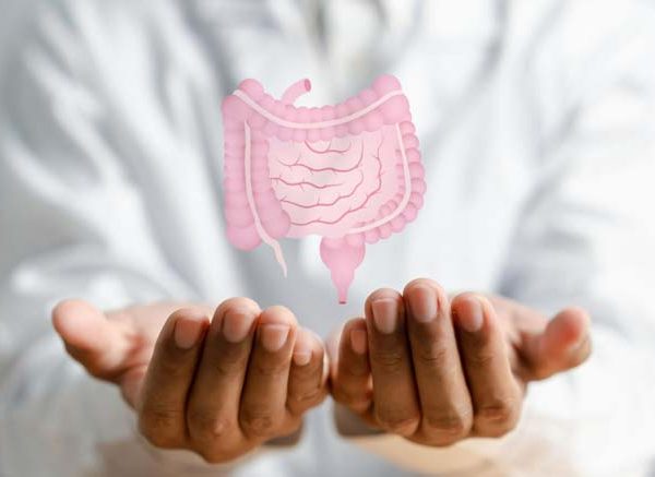 Facts About the Appendix in Animals Key Functions & Examples