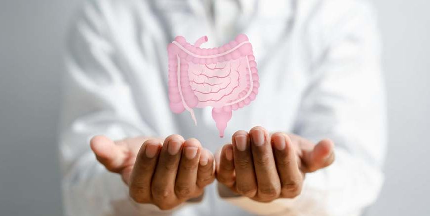 Facts About the Appendix in Animals Key Functions & Examples