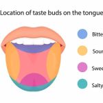 Human Tongue Functions, Taste Buds & FAQs Explained