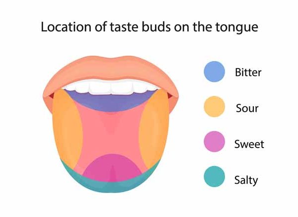 Human Tongue Functions, Taste Buds & FAQs Explained