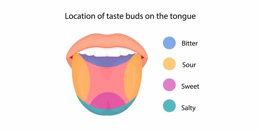 Human Tongue Functions, Taste Buds & FAQs Explained