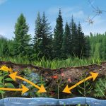 Lithosphere Plants Key Concepts, Terms & Examples Explained