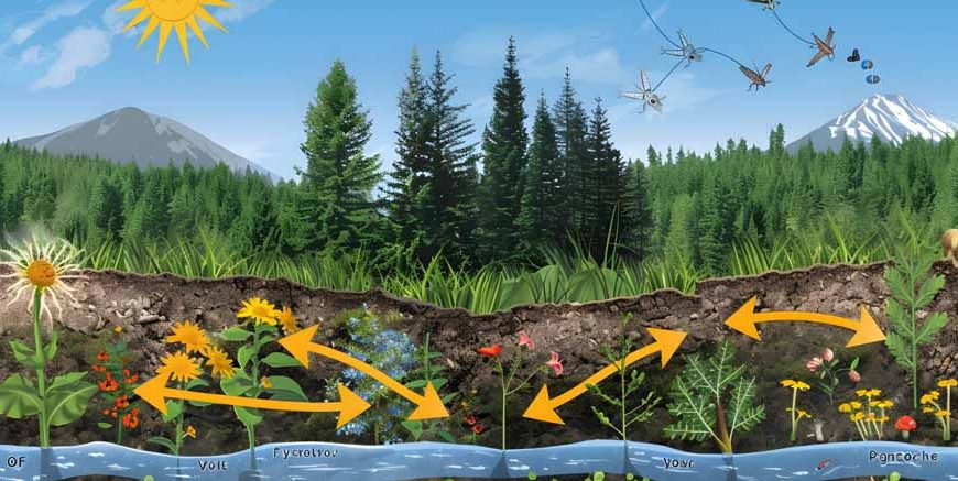 Lithosphere Plants Key Concepts, Terms & Examples Explained