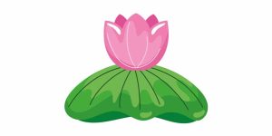 Lotus Flower Essay in English for Class 2 Students Easy Essay on Lotus Flower