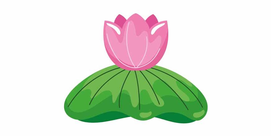Lotus Flower Essay in English for Class 2 Students Easy Essay on Lotus Flower