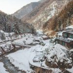 Plants in Snowy Regions Names, Features and Survival Strategies