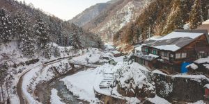 Plants in Snowy Regions Names, Features and Survival Strategies