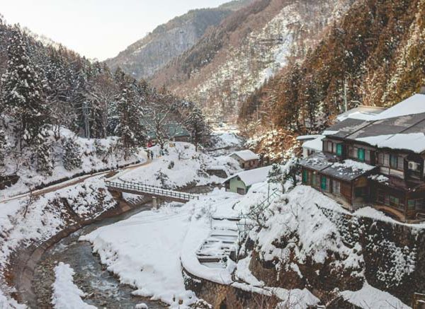 Plants in Snowy Regions Names, Features and Survival Strategies