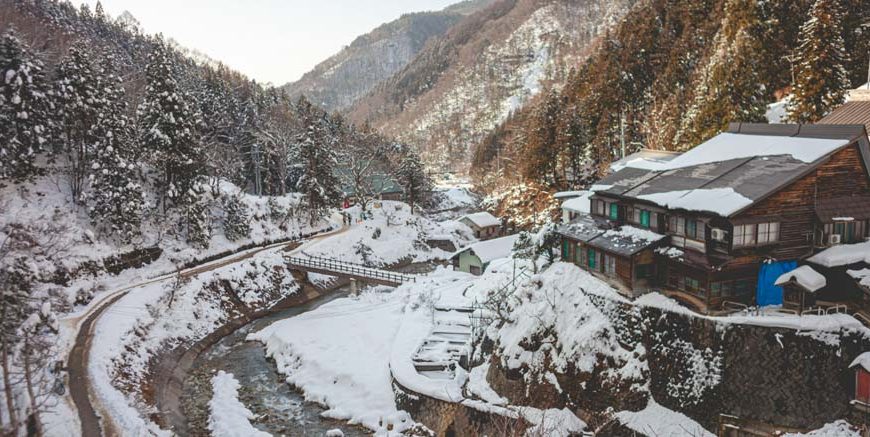 Plants in Snowy Regions Names, Features and Survival Strategies