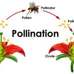 Pollination Explained for Students Key Concepts, Terms & Examples