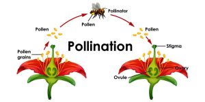 Pollination Explained for Students Key Concepts, Terms & Examples