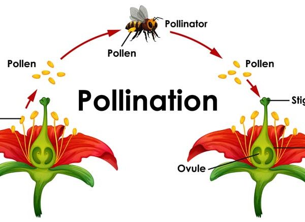 Pollination Explained for Students: Key Concepts, Terms & Examples
