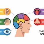 Sense Organs Definition, Functions & Facts Explained Simply