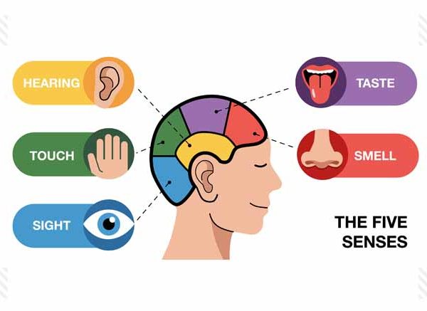 Sense Organs Definition, Functions & Facts Explained Simply