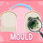 What Is a Mould Definition, Types, & Key Facts Explained