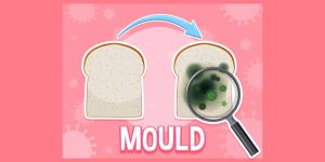 What Is a Mould Definition, Types, & Key Facts Explained