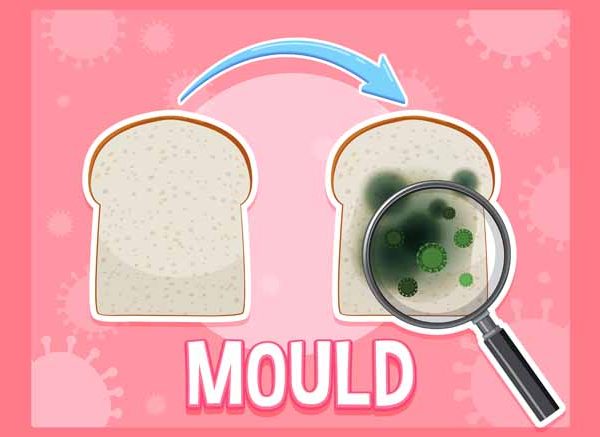 What Is a Mould Definition, Types, & Key Facts Explained